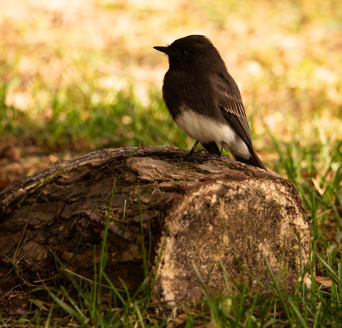 Black Phoebe - ML644443582