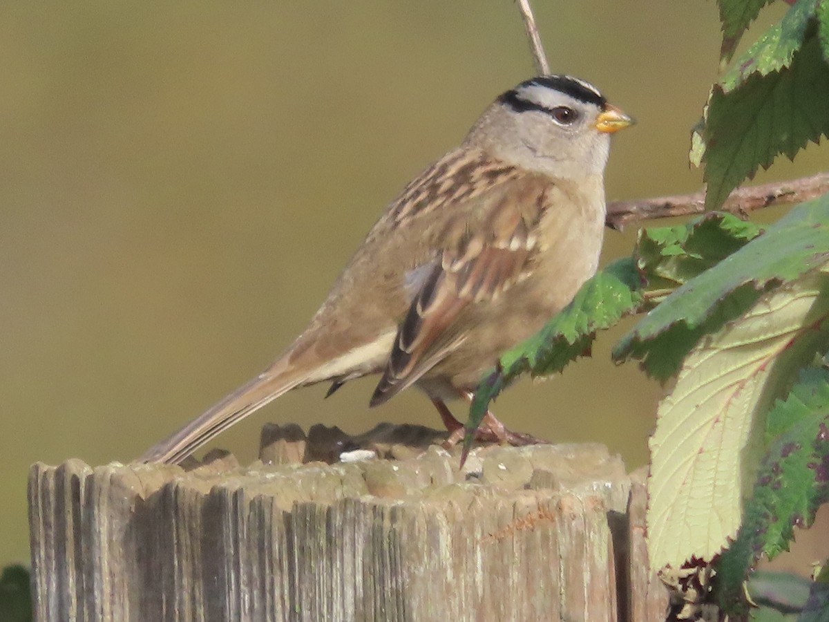 White-crowned Sparrow (pugetensis) - ML644443583