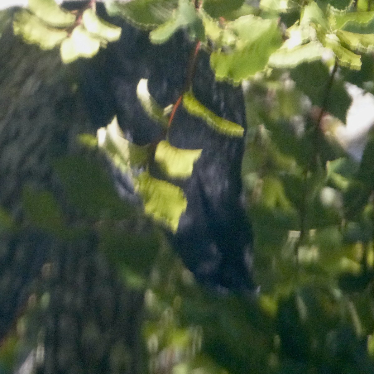 American Crow - ML644443584