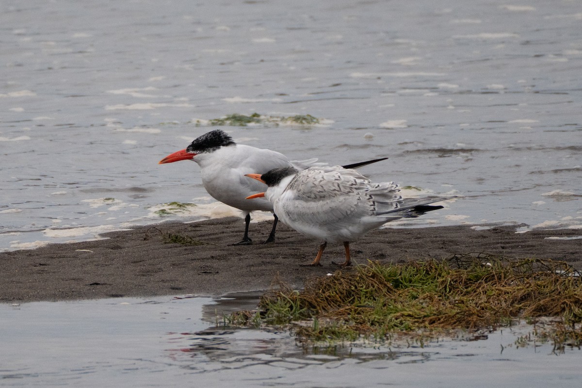 Морин хараалай - ML644443591