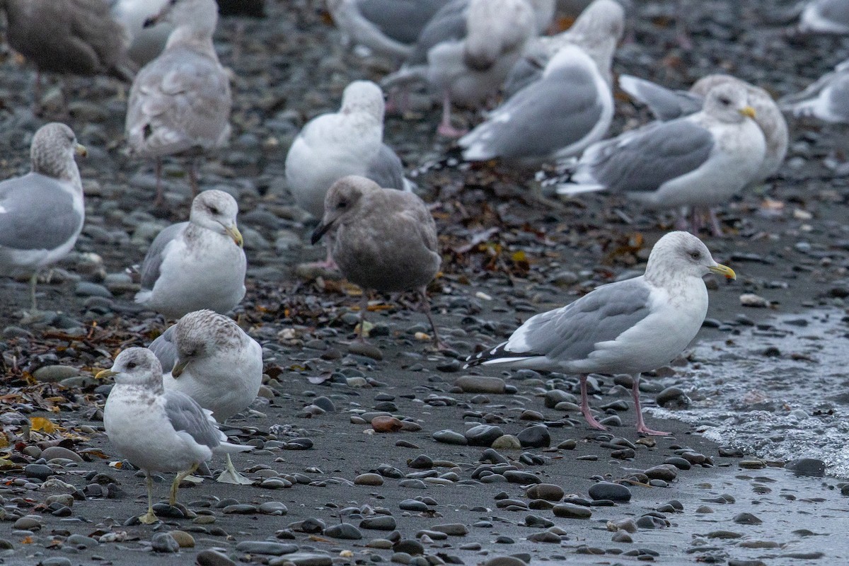 アイスランドカモメ（亜種 カナダカモメ） - ML644443594