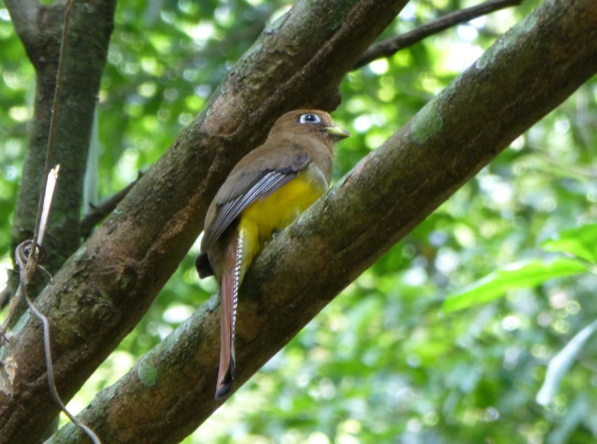 Graceful Black-throated Trogon - ML644443599
