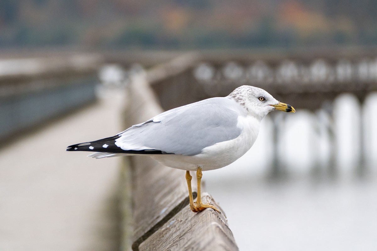 Ring-billed Gull - ML644443605