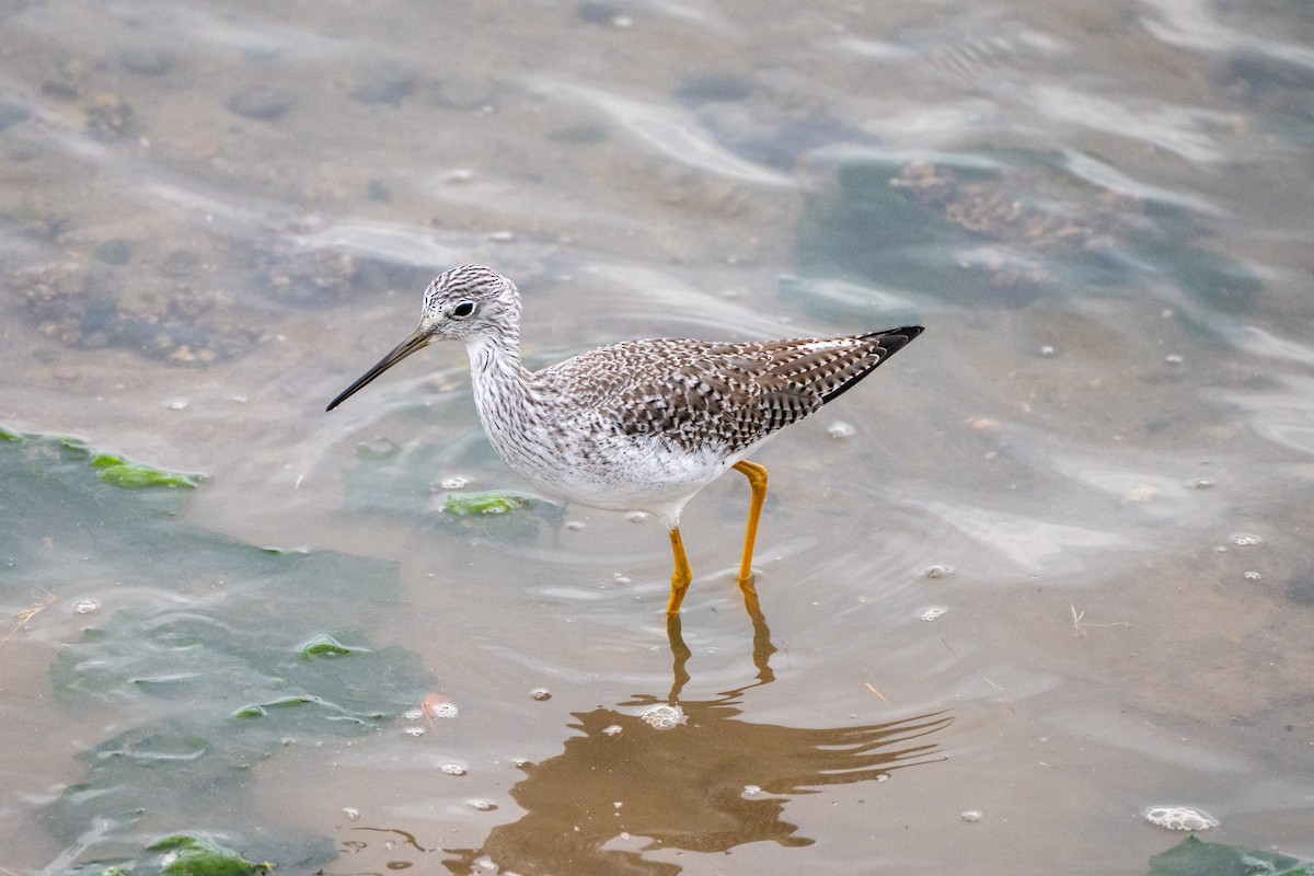 Greater Yellowlegs - ML644443608