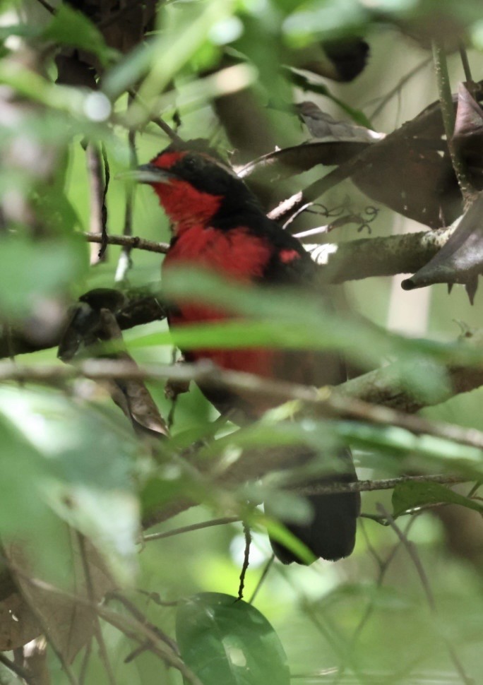 Rosy Thrush-Tanager - ML644443610
