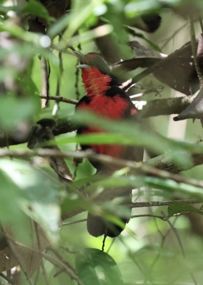 Rosy Thrush-Tanager - ML644443611