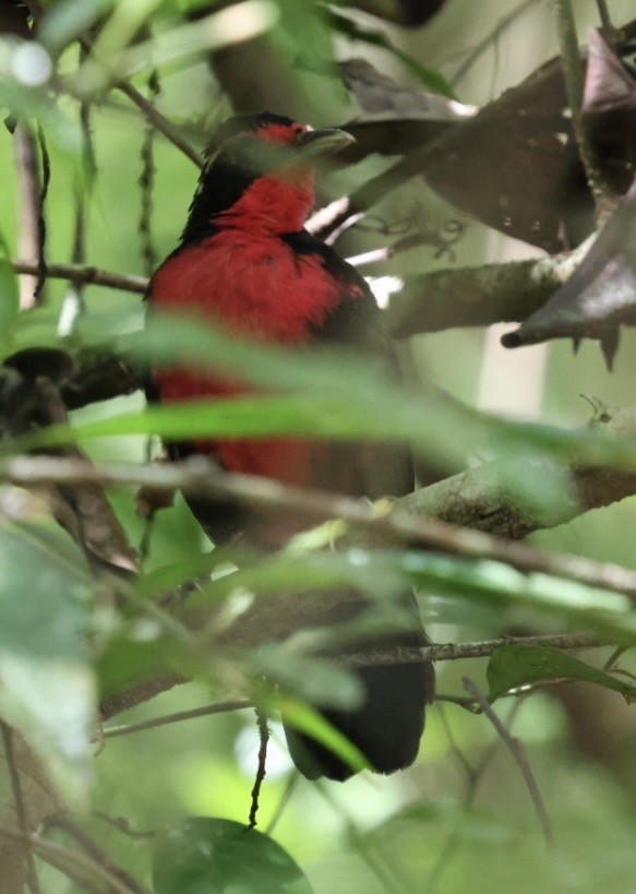 Rosy Thrush-Tanager - ML644443612