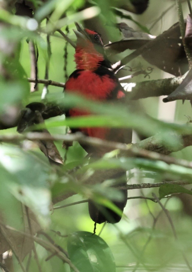 Rosy Thrush-Tanager - ML644443613