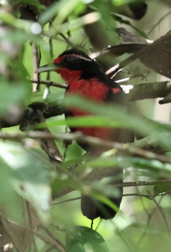 Rosy Thrush-Tanager - ML644443614