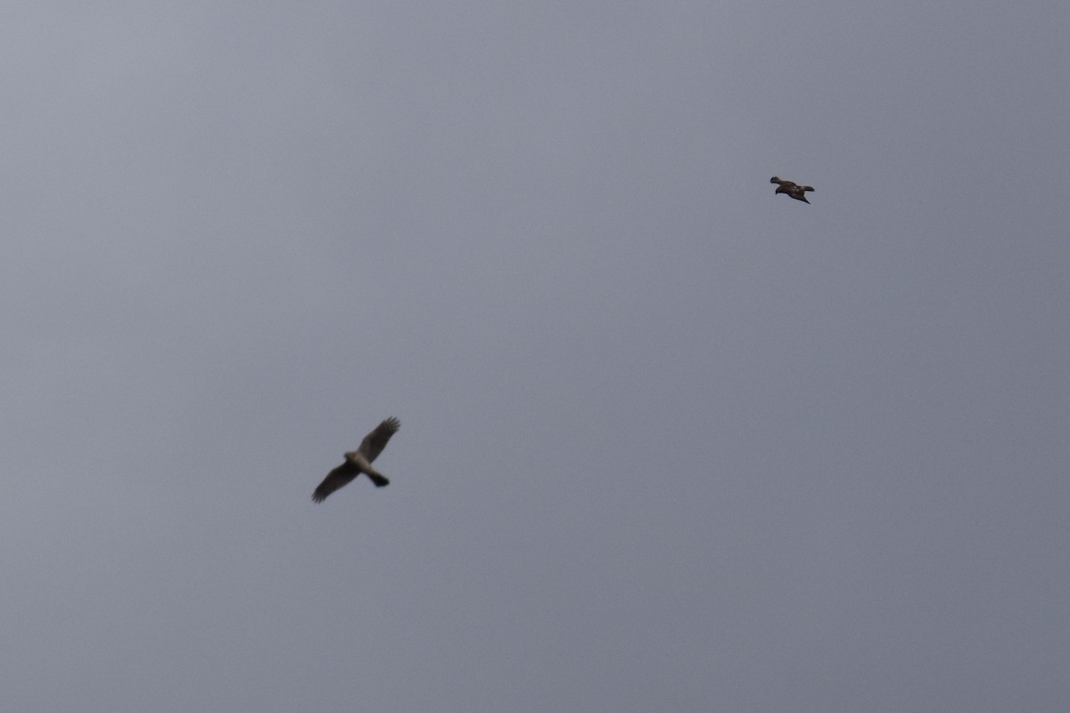 Sharp-shinned/Cooper's Hawk - ML644443617