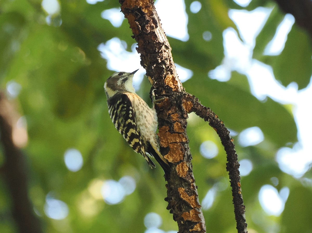 Japanese Pygmy Woodpecker - ML644443618