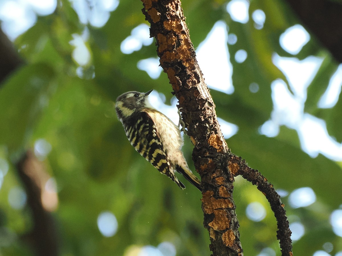 Japanese Pygmy Woodpecker - ML644443619