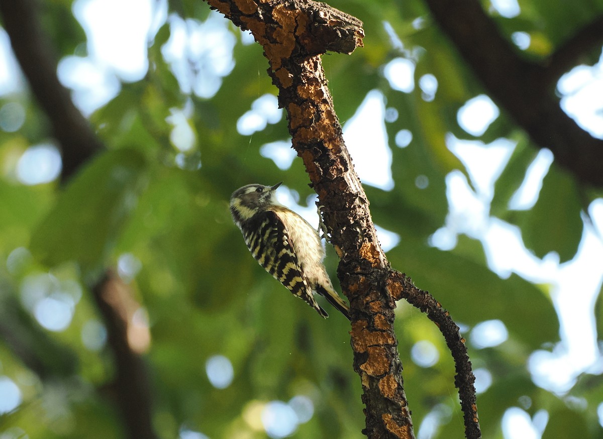 Japanese Pygmy Woodpecker - ML644443620