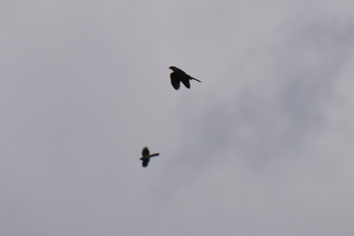 Sharp-shinned/Cooper's Hawk - ML644443621