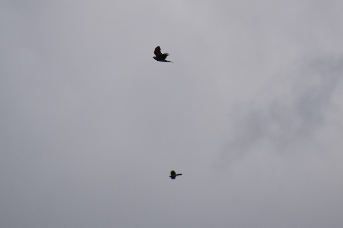 Sharp-shinned/Cooper's Hawk - ML644443622