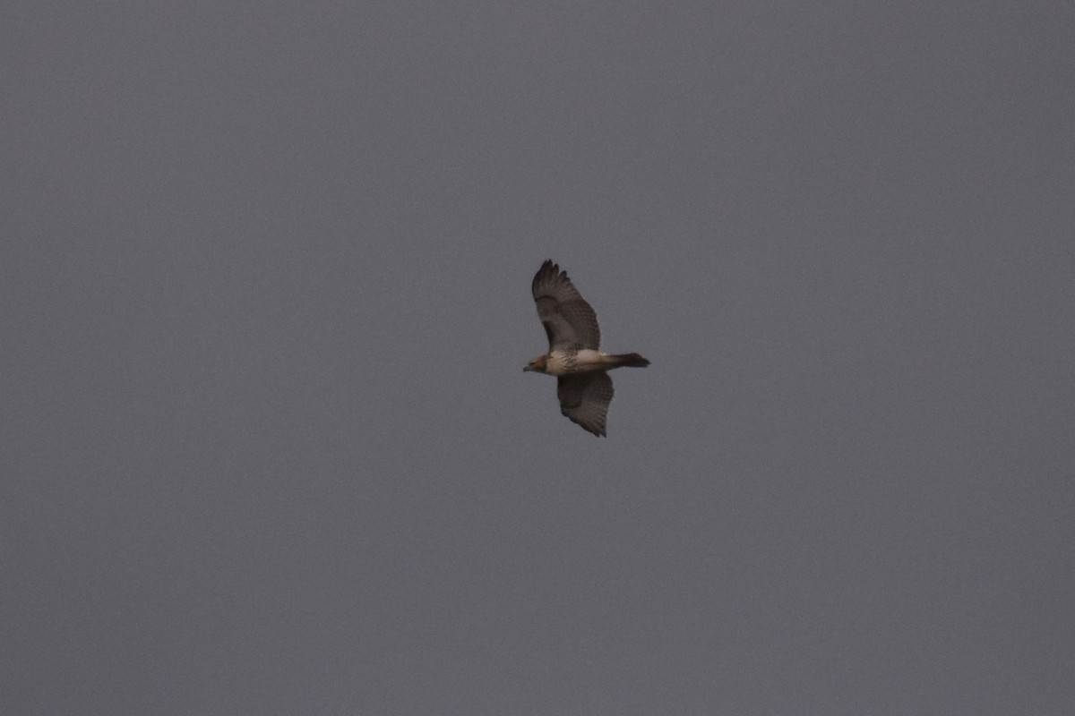 Red-tailed Hawk - ML644443626