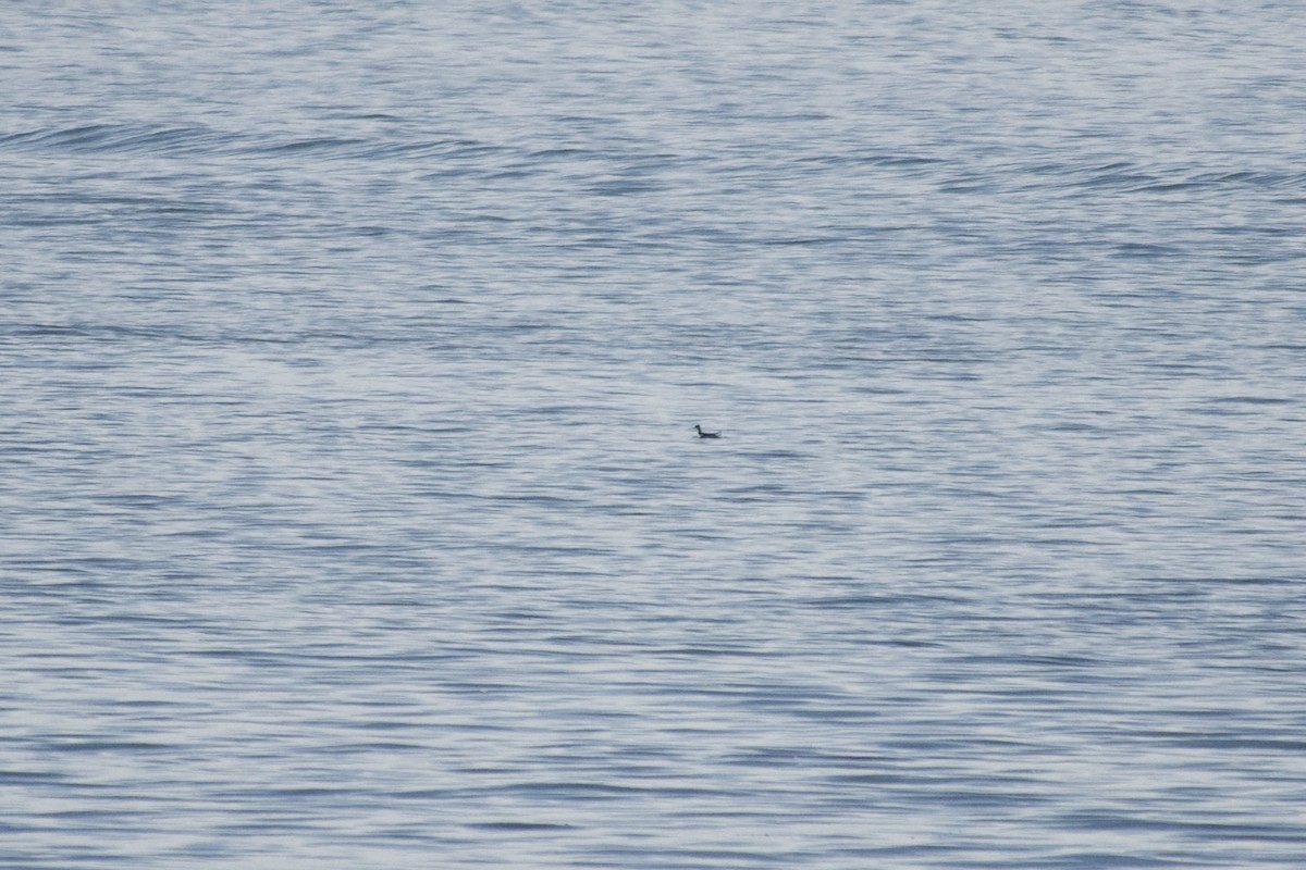 Red-necked Phalarope - ML644443632