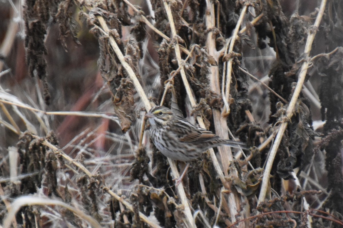 musespurv - ML644443633