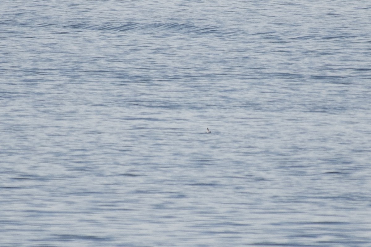 Red-necked Phalarope - ML644443637