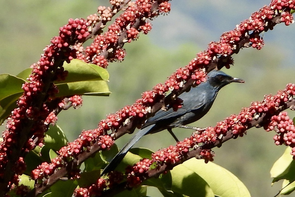 Blue Mockingbird - ML644443642