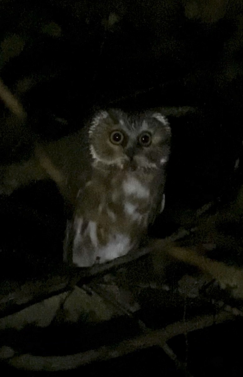 Northern Saw-whet Owl - ML644443646
