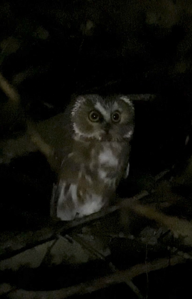Northern Saw-whet Owl - ML644443647
