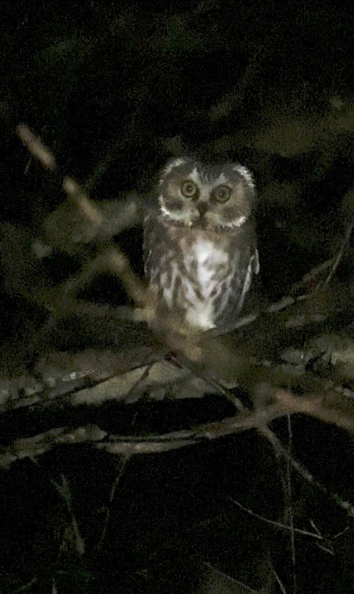 Northern Saw-whet Owl - ML644443648