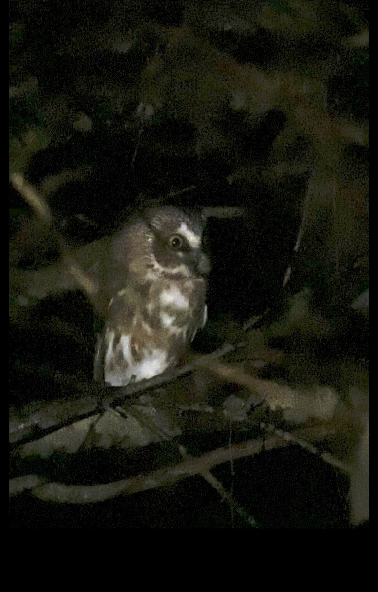 Northern Saw-whet Owl - ML644443649