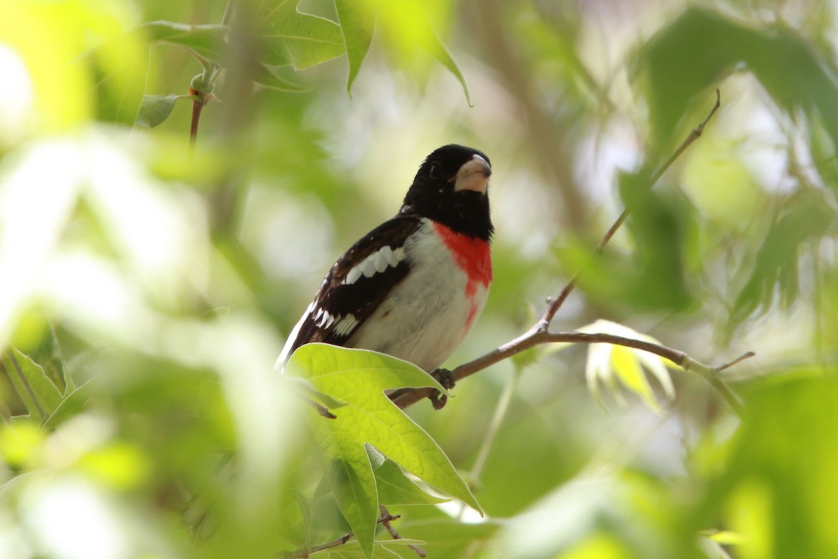 Rose-breasted Grosbeak - ML644443652