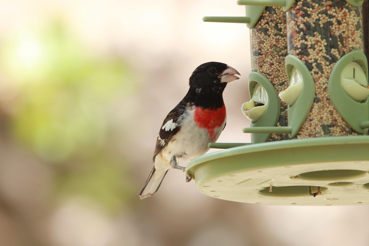 Rose-breasted Grosbeak - ML644443653