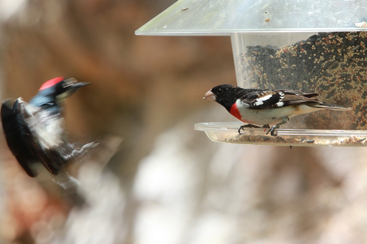 Rose-breasted Grosbeak - ML644443656