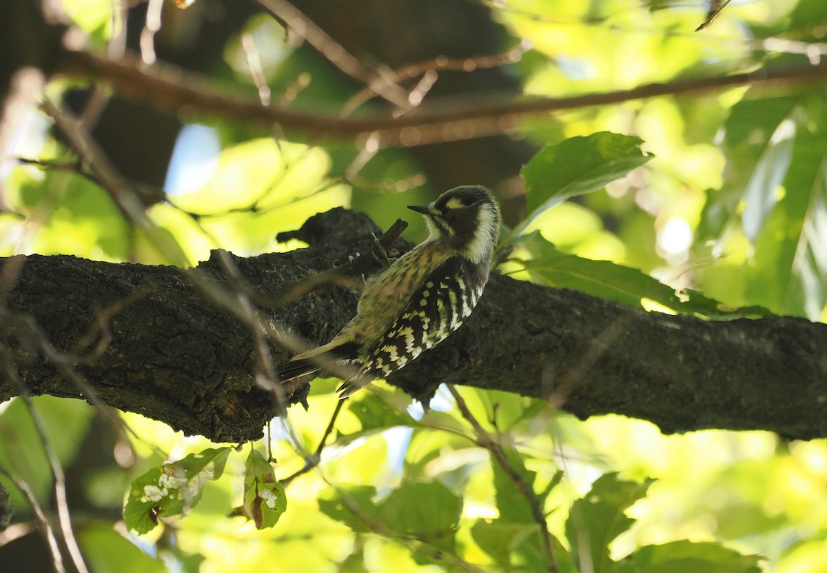 Japanese Pygmy Woodpecker - ML644443657