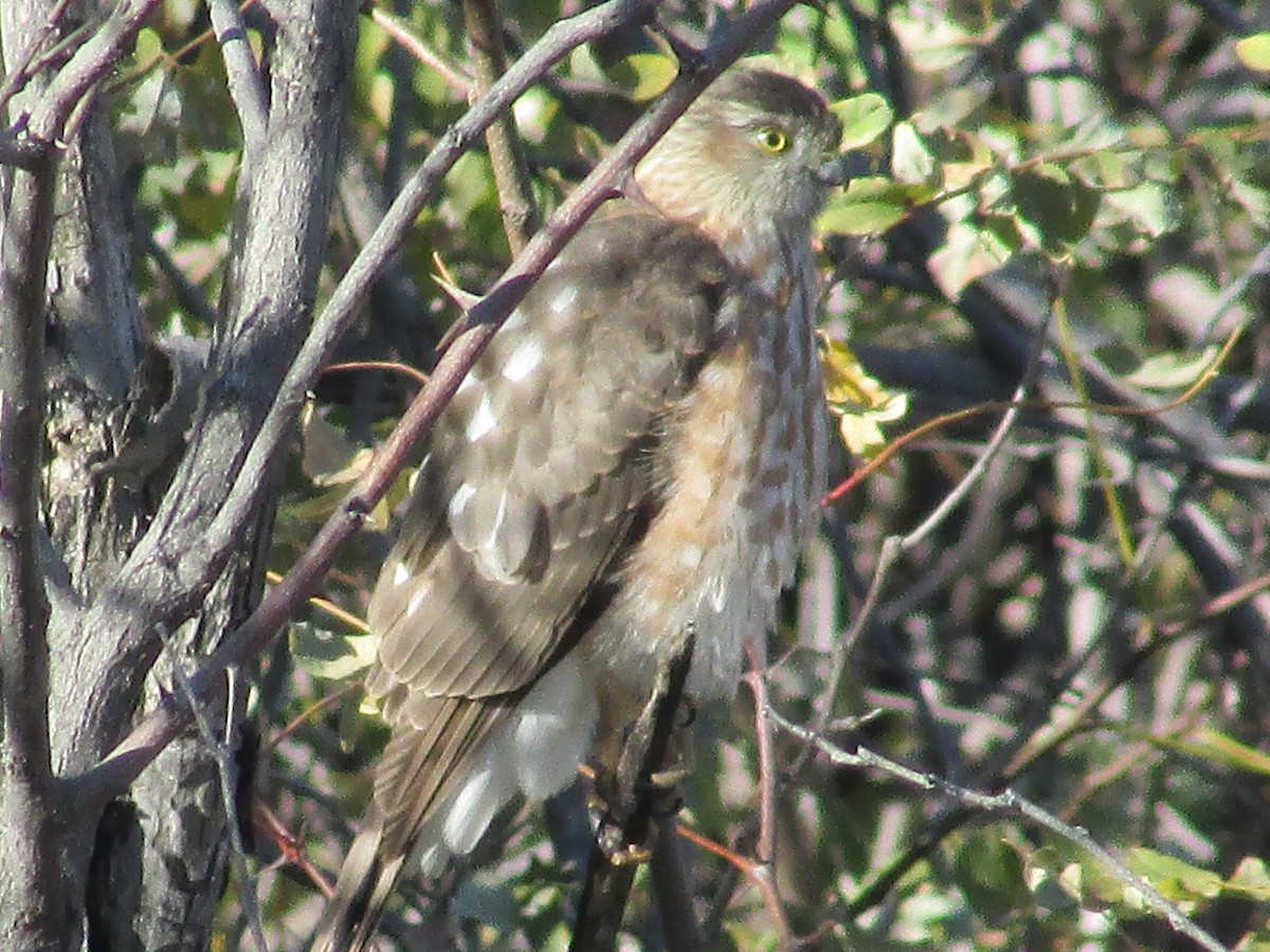 Яструб неоарктичний - ML644443659