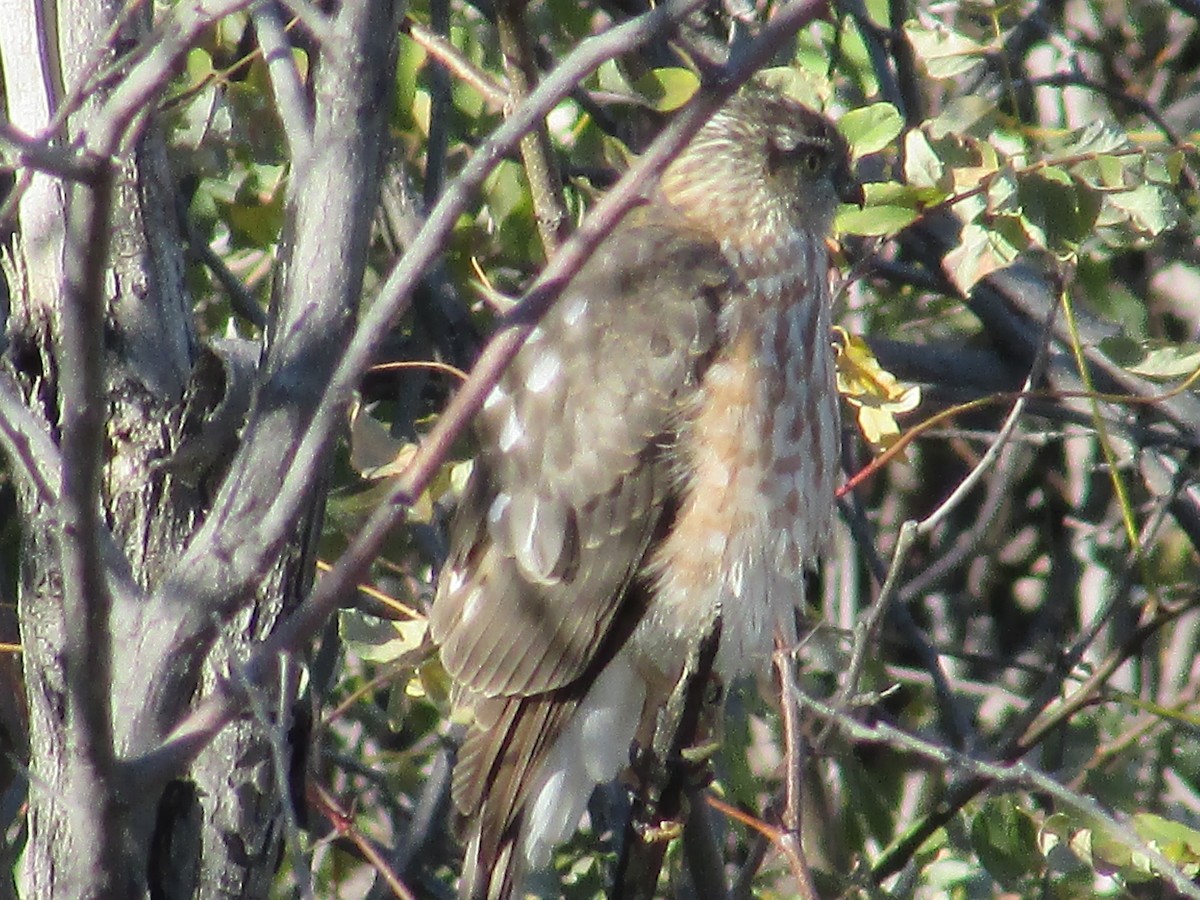 Яструб неоарктичний - ML644443660