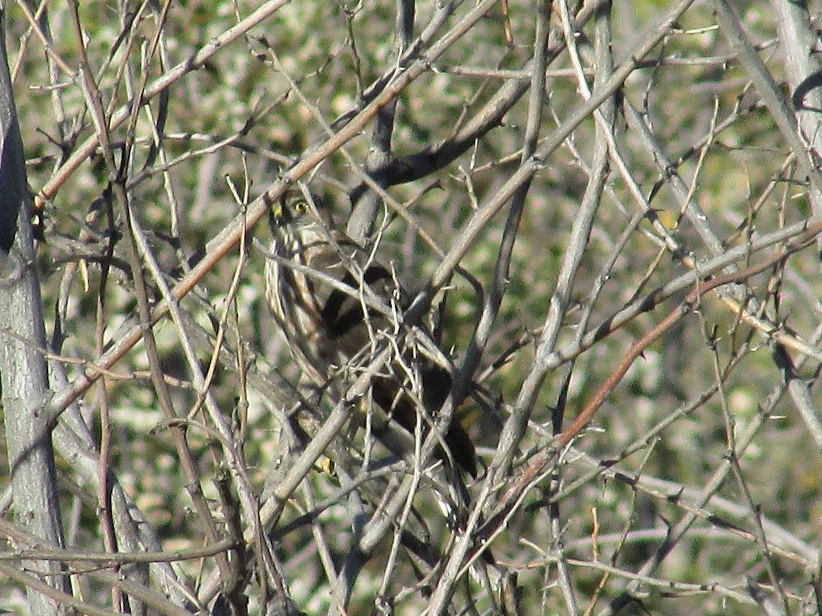 Яструб неоарктичний - ML644443662