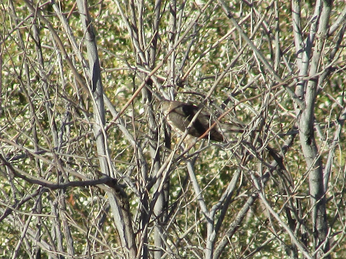 Яструб неоарктичний - ML644443664