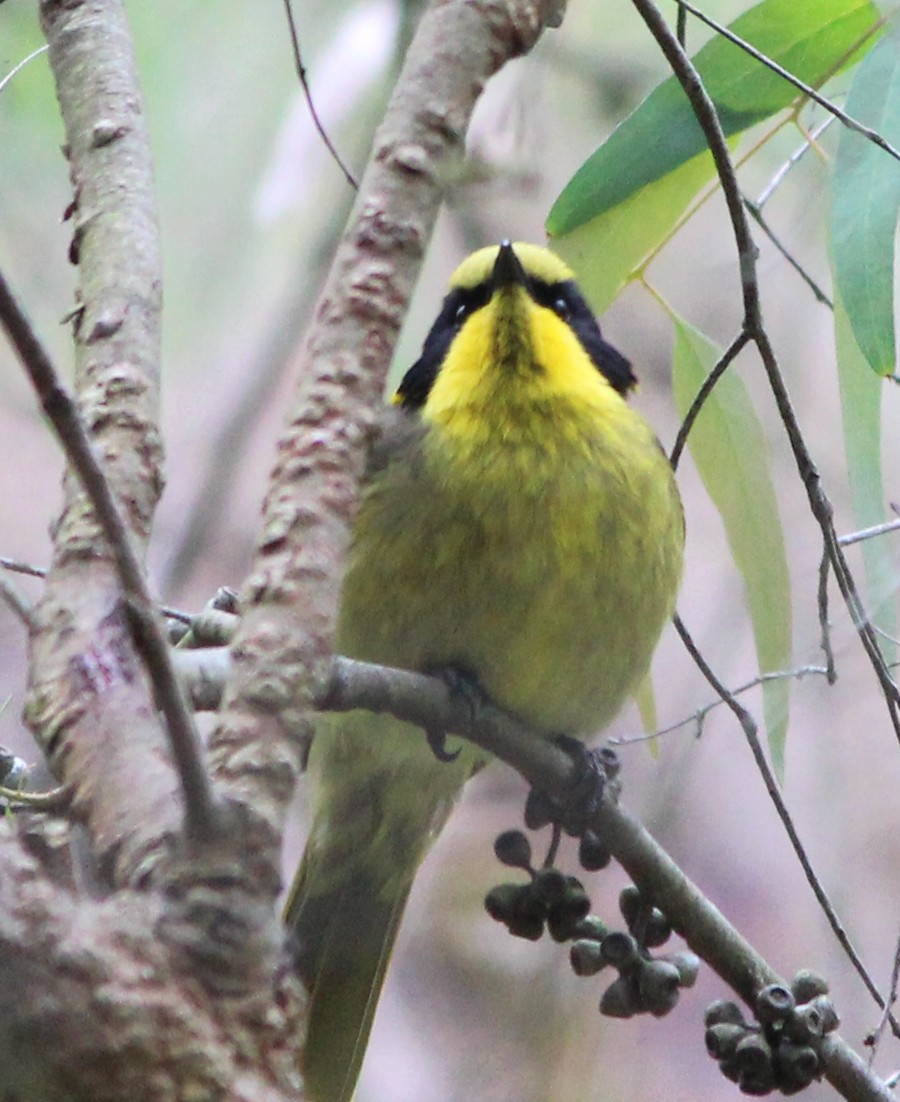 キムネミツスイ - ML644443670