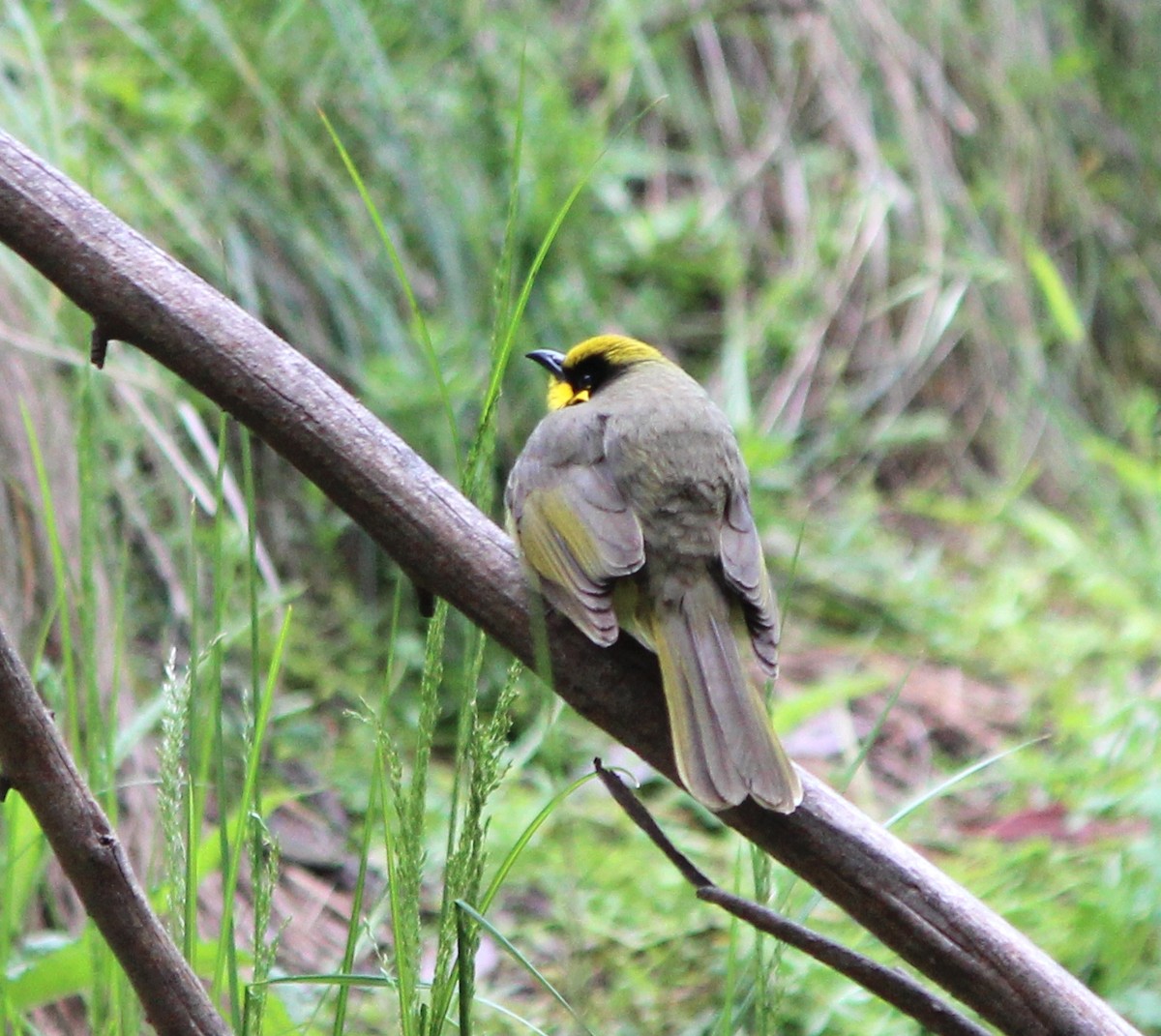 キムネミツスイ - ML644443671