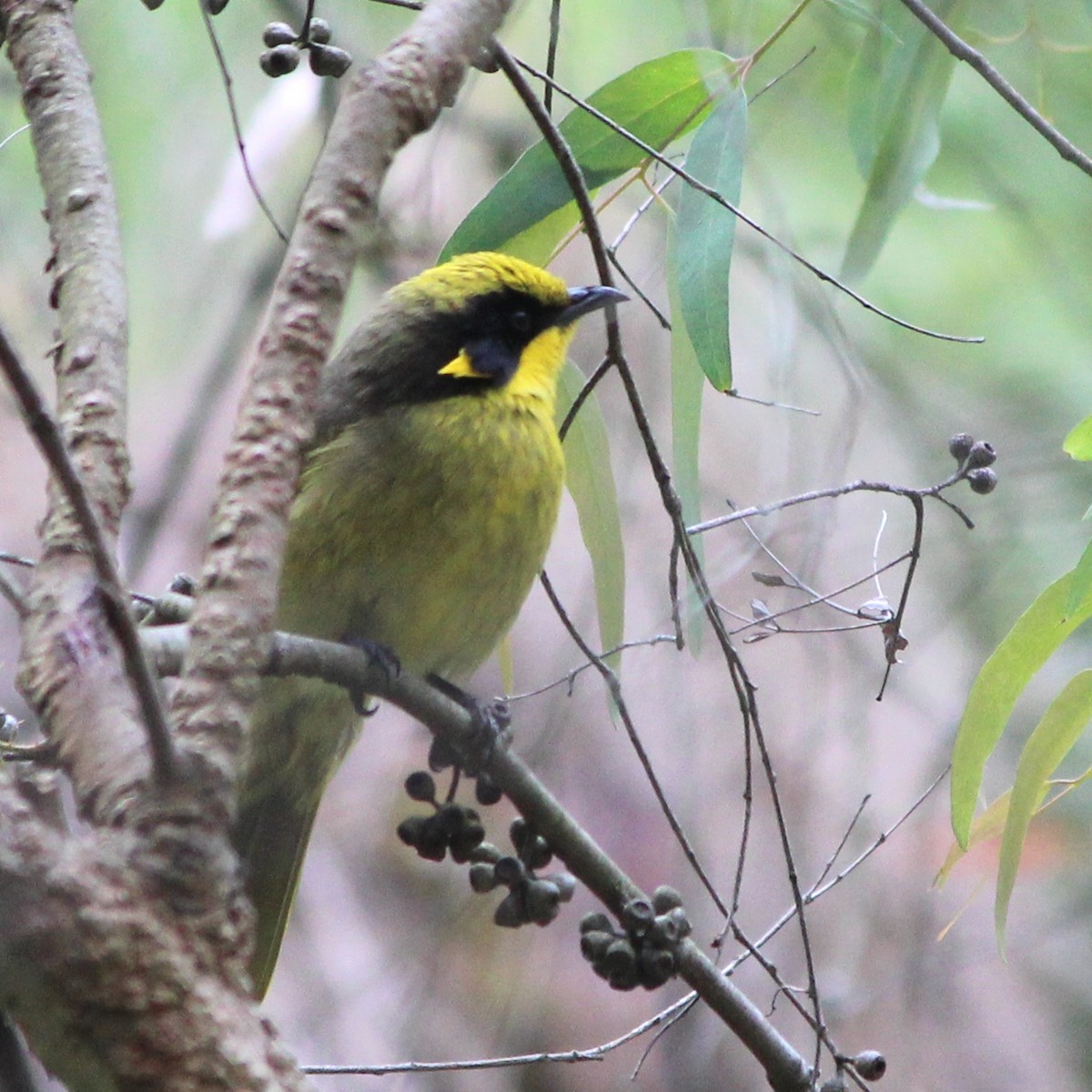 キムネミツスイ - ML644443672