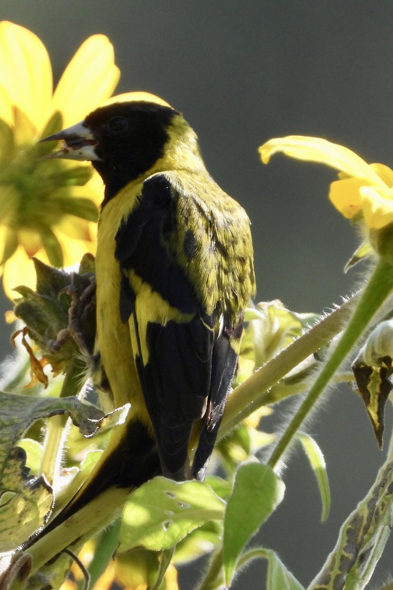 Black-headed Siskin - ML644443674
