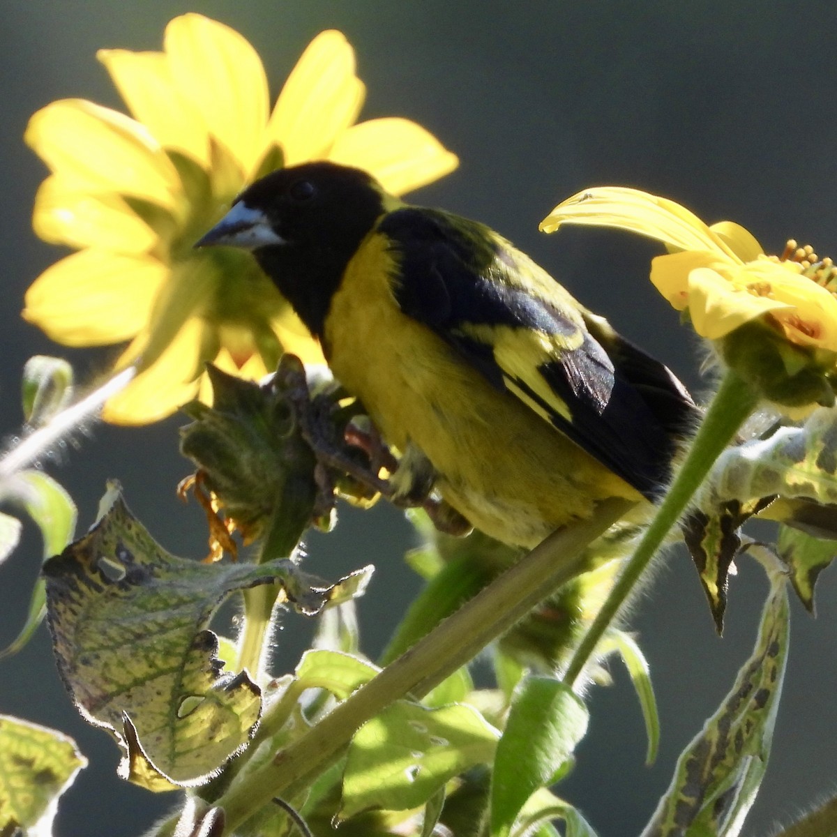 Black-headed Siskin - ML644443675