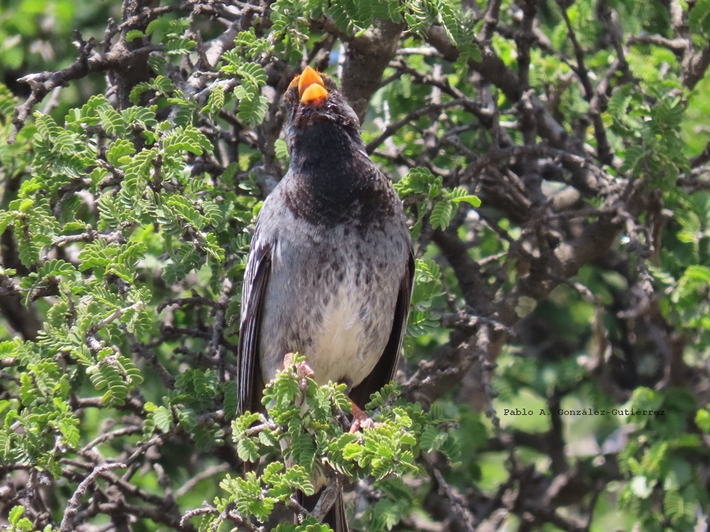 Mourning Sierra Finch - ML644443677