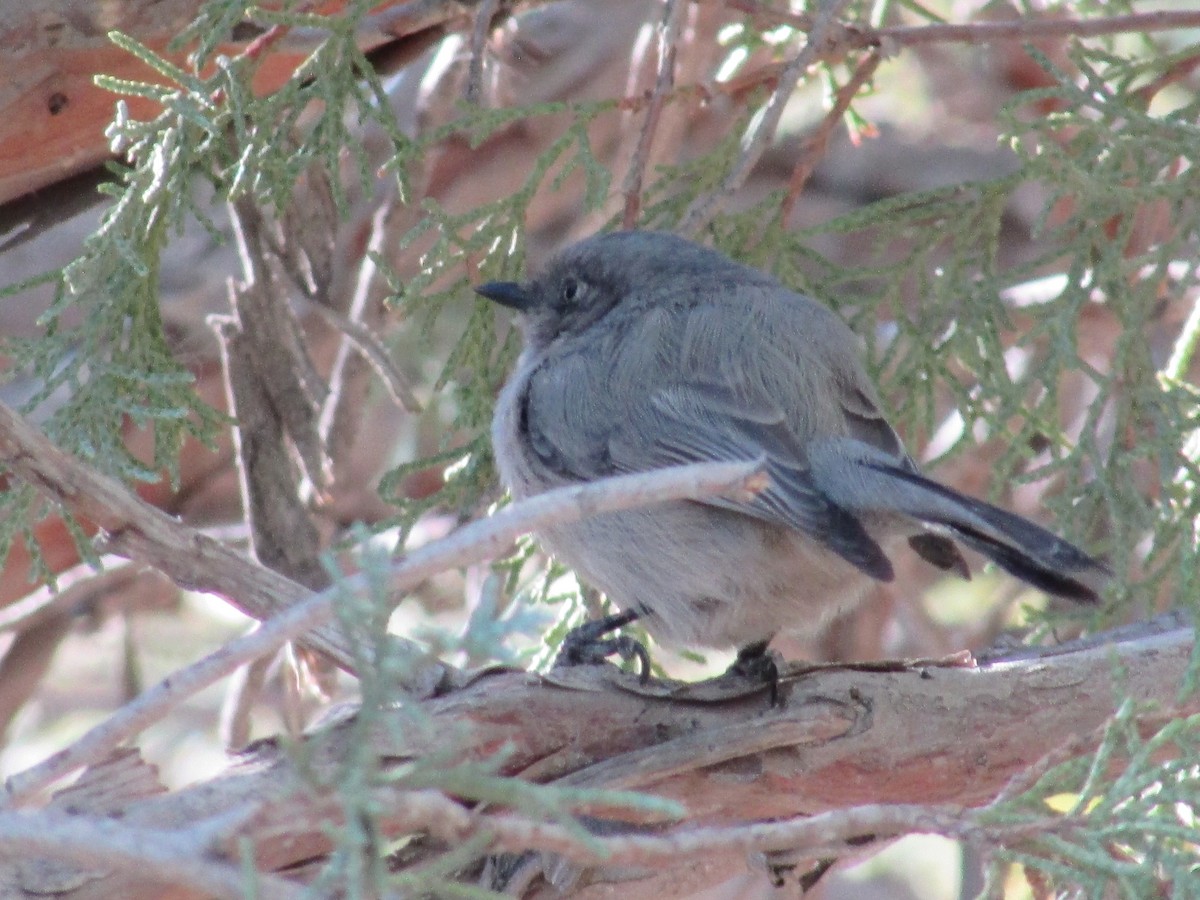 Ополовник американський - ML644443680