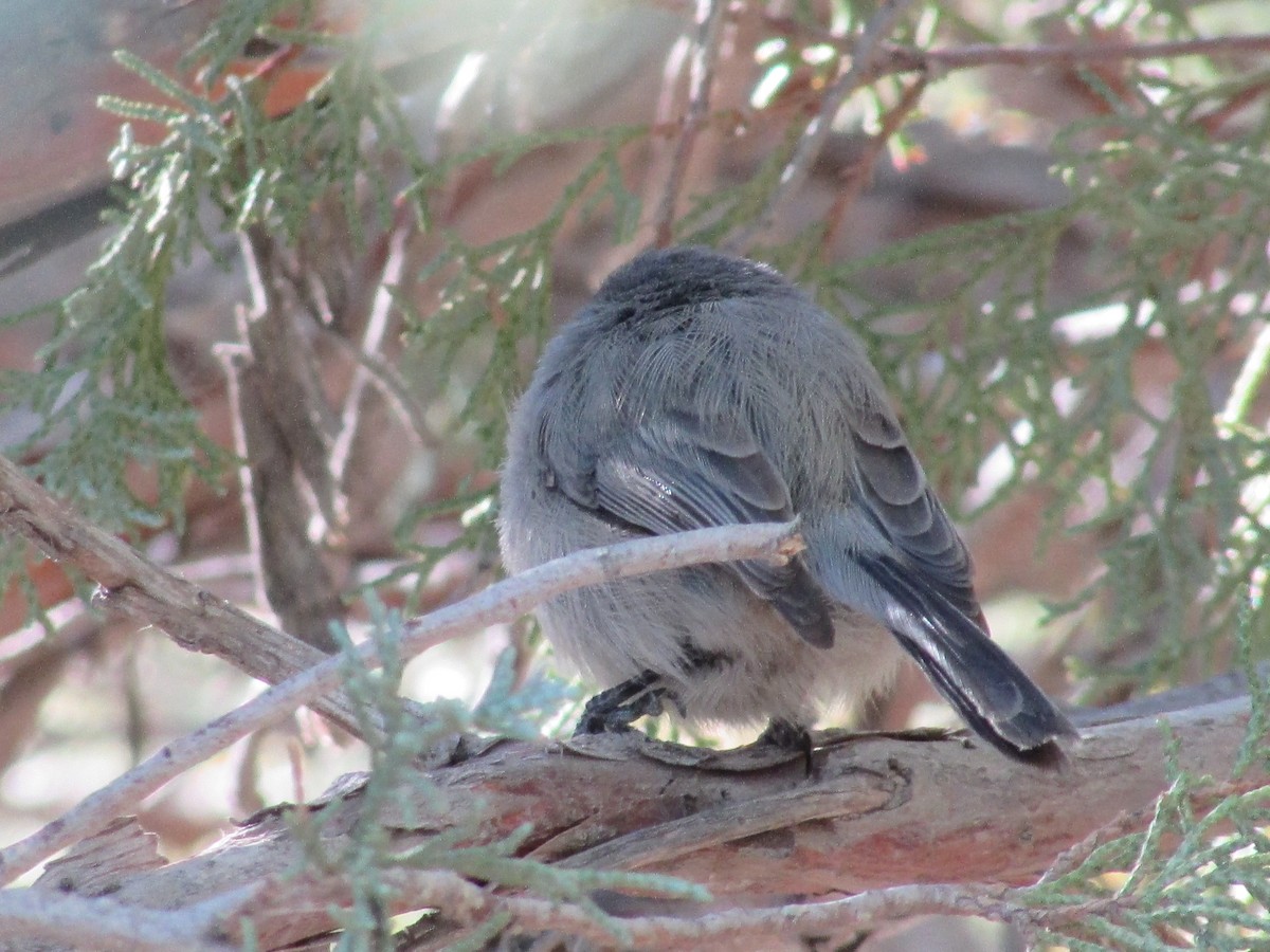 Ополовник американський - ML644443681