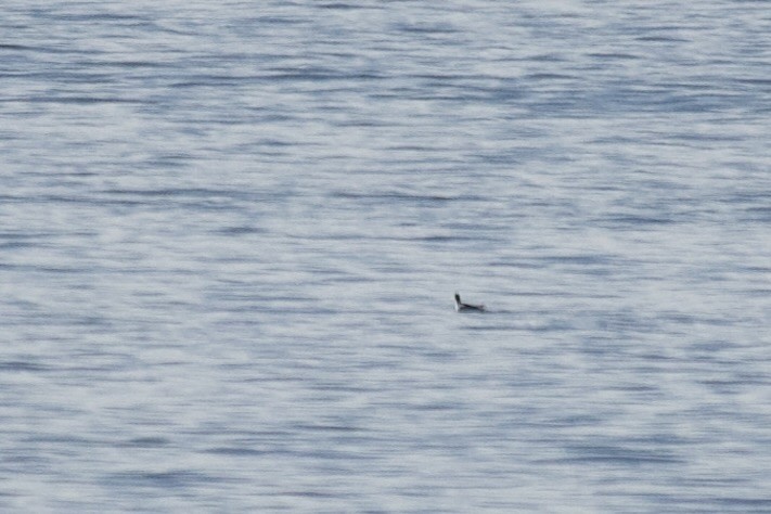 Red-necked Phalarope - ML644443682