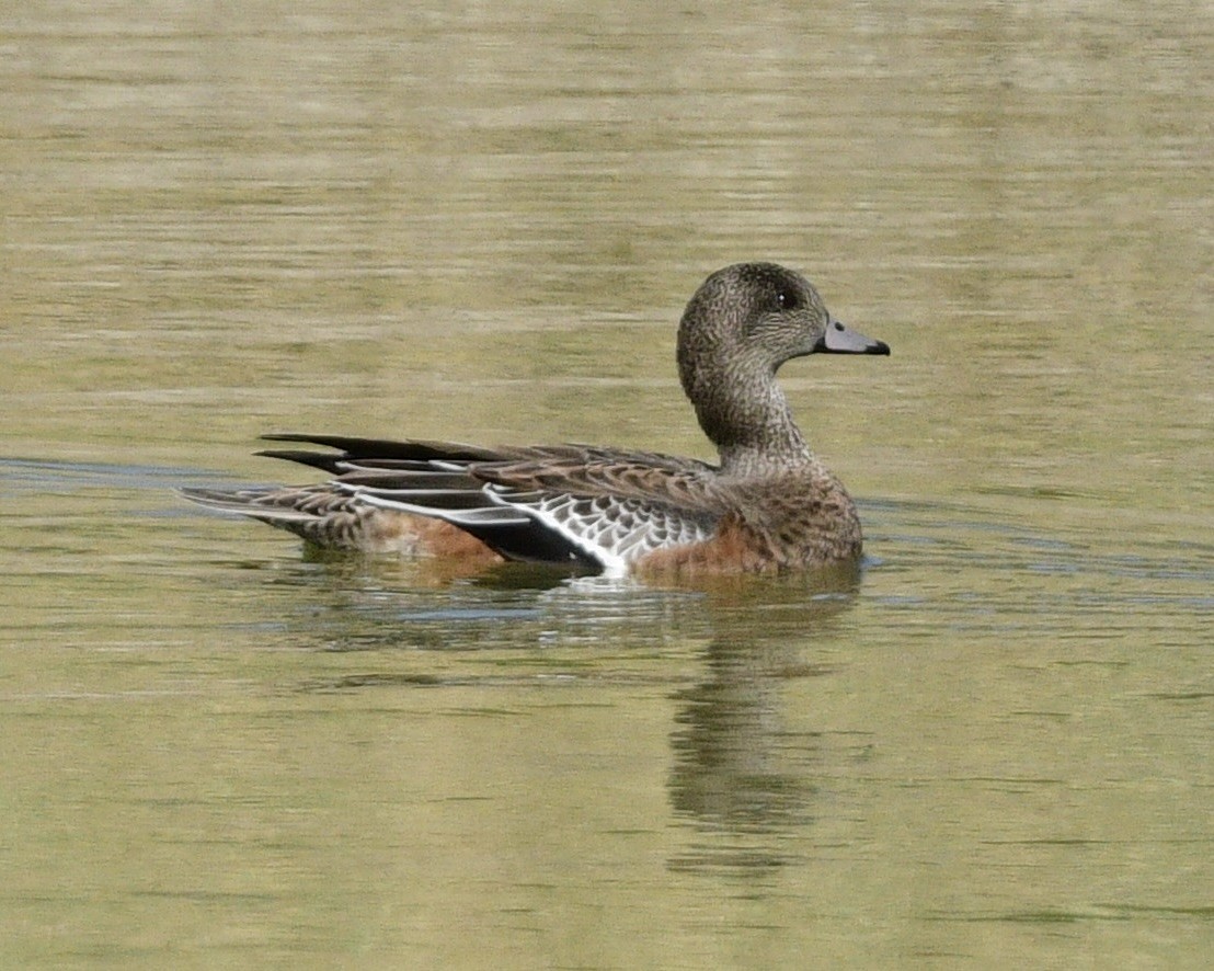 Fischione americano - ML644443700