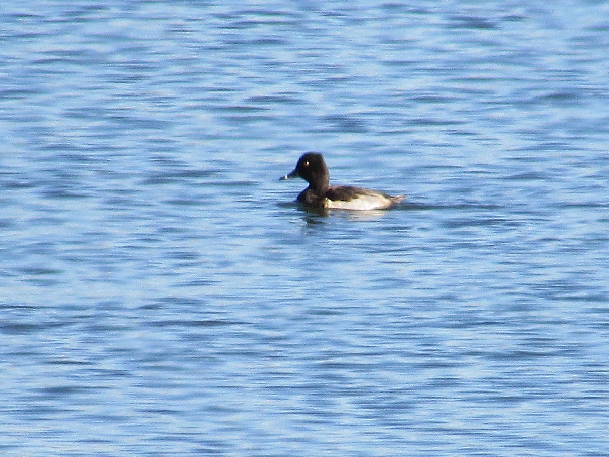 Чернь канадська - ML644443703