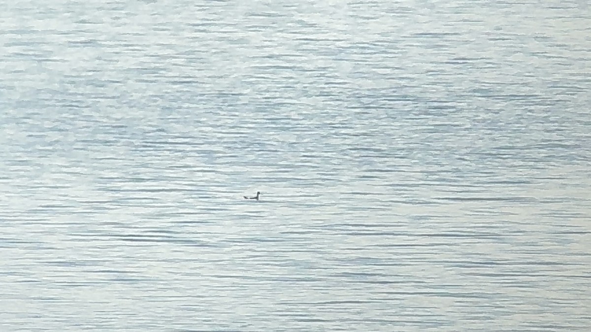 Red-necked Phalarope - ML644443712