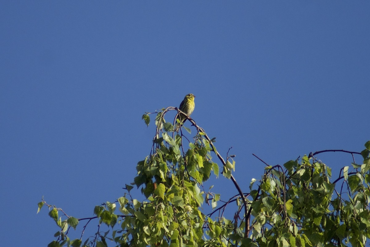 בזבוז אירופי - ML644443719