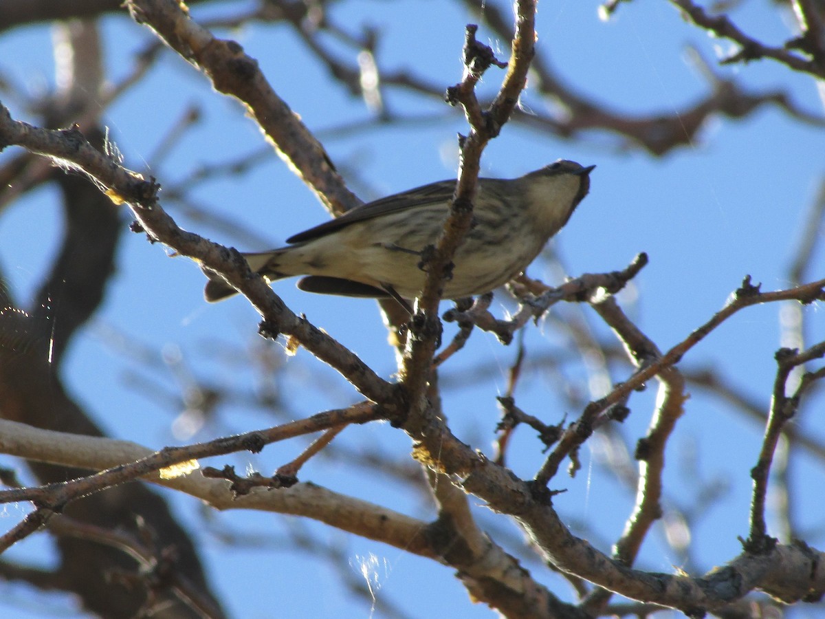 Пісняр-лісовик жовтогузий - ML644443722
